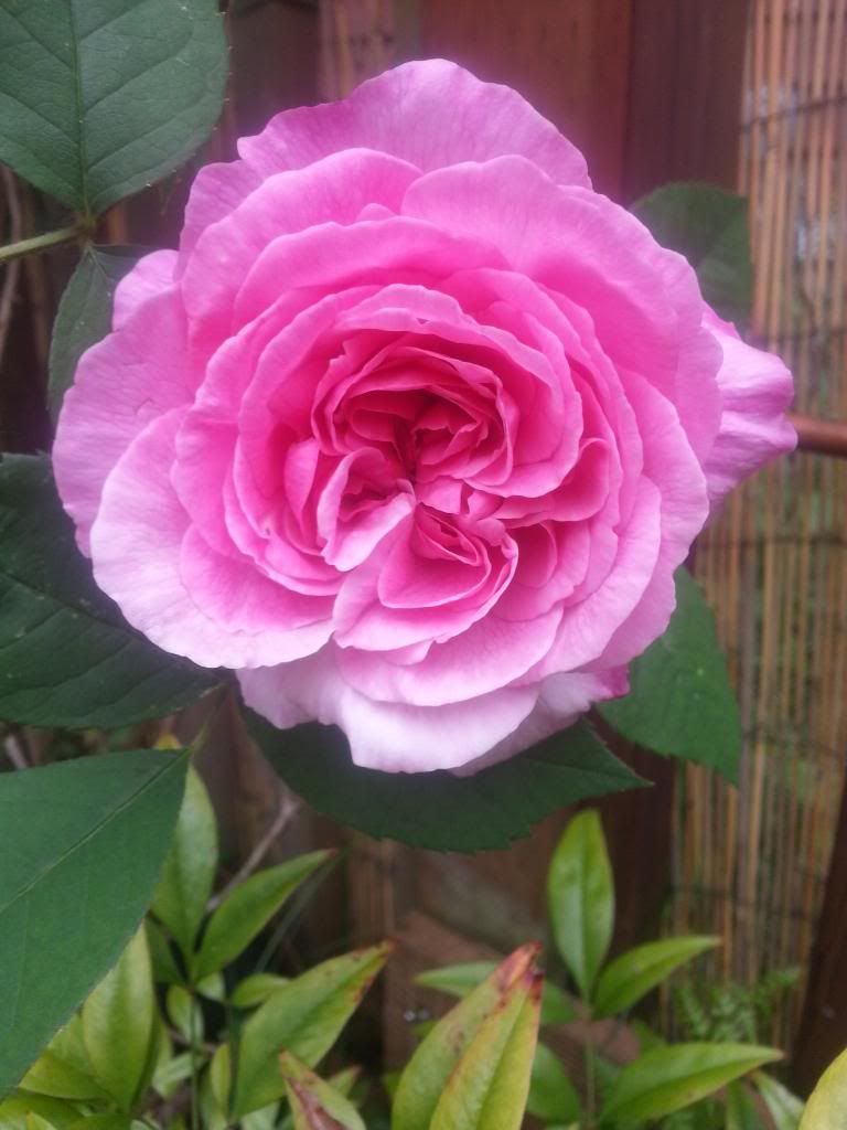  photo 20140525_094347_zpsxzho4acc.jpg